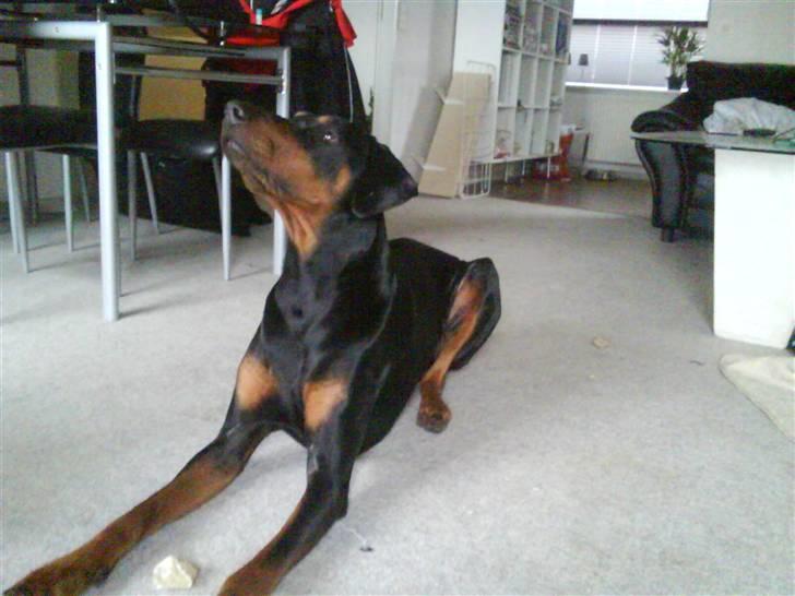 Dobermann Cæsar billede 13