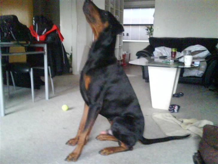 Dobermann Cæsar billede 14
