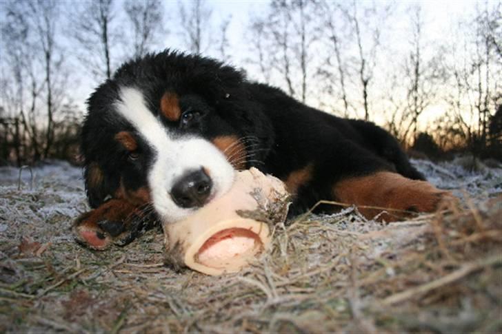 Berner sennenhund Moonsister's Dark shoes (Maggie) - Maggie spiser et ben :) her er hun 11 uger :D...  billede 4