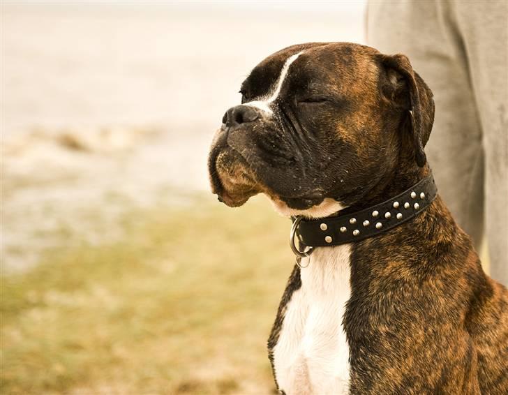 Boxer Buller - Mig narrer du ikke!  billede 1