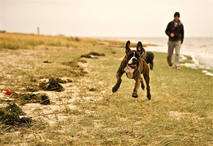 Boxer Buller - Wuuhuu, hvem si´r hunde ikke kan flyve!? billede 2