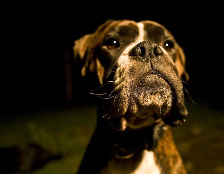 Boxer Buller - Jeg ved godt jeg er lækker ;) billede 3