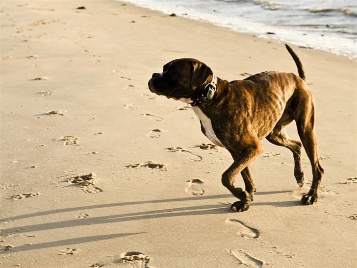 Boxer Buller - Klar til at løbe. billede 4