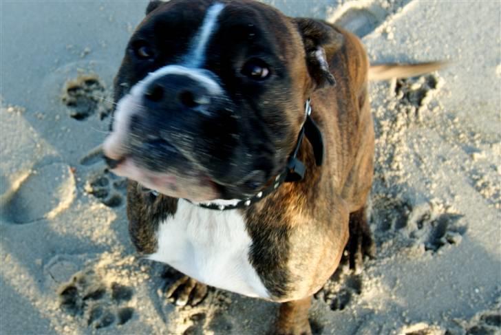 Boxer Buller - Nøøøøj et kamera! billede 5