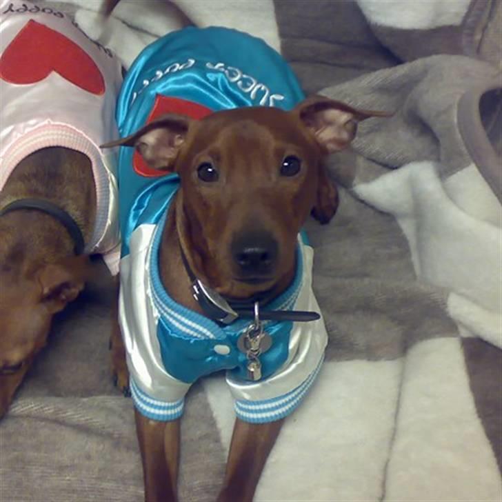 Dvaergpinscher Djiango billede 1