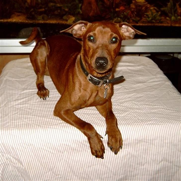 Dvaergpinscher Djiango billede 2