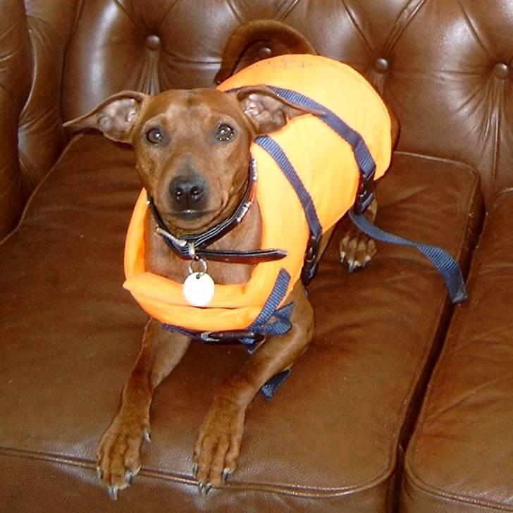 Dvaergpinscher Djiango billede 3