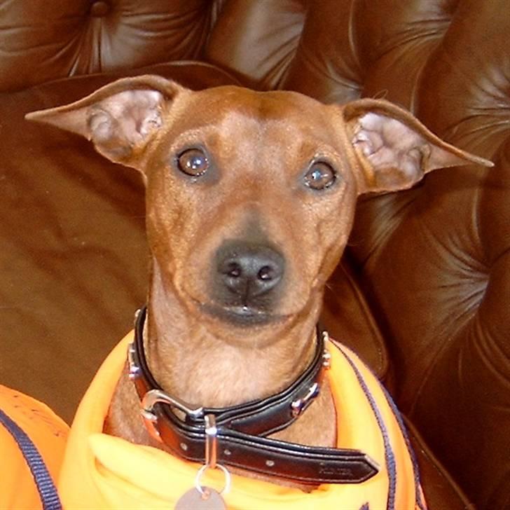 Dvaergpinscher Djiango billede 4