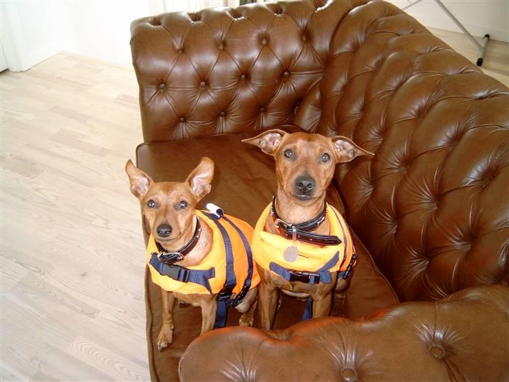 Dvaergpinscher Djiango - Her sidder djiango sammen med lady vores hunhund i deres redningsweste når vi skal sejle billede 5