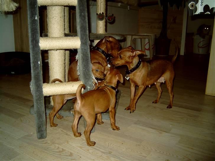 Dvaergpinscher Djiango - Her er Lady og djiango med deres hvalpe billede 6
