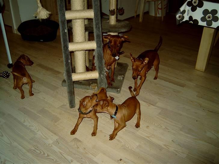 Dvaergpinscher Djiango - Her er Lady og Djiange i fuld sving med at lege med deres hvalpe billede 7