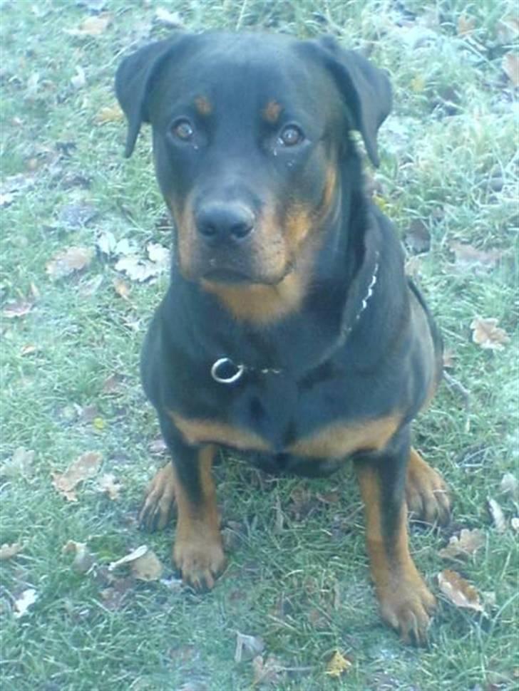 Rottweiler Chica billede 2