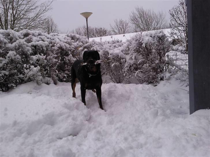 Rottweiler Chica billede 3