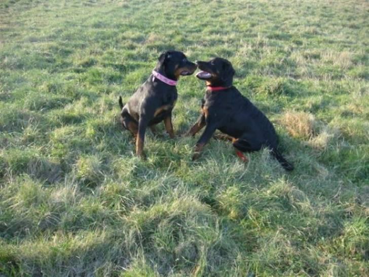 Rottweiler Chica - chica til venstre og søster Amanda mødes for første gang siden de var små... billede 4