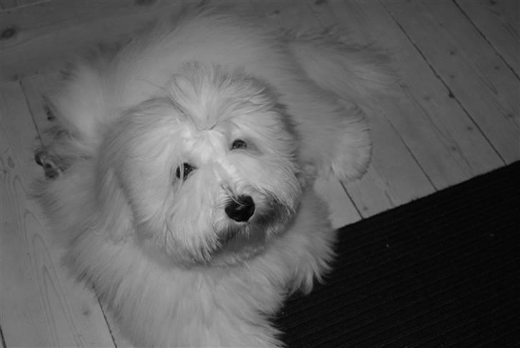 Coton de tulear Bailey billede 16