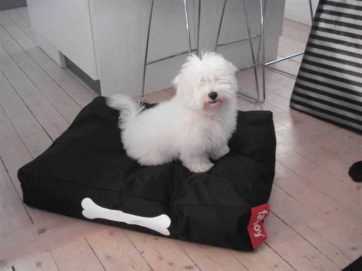 Coton de tulear Bailey - Se hva jeg fik i julegave, den er bare skøn at ligge på billede 17