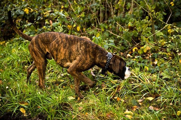 Boxer Buller - det er den vej vi skal -----> billede 6