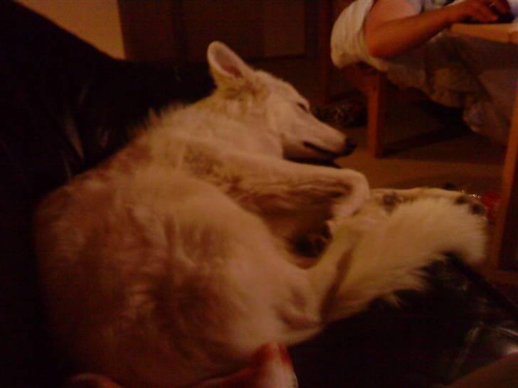 Hvid schæfer Sandy - *zZz* billede 7