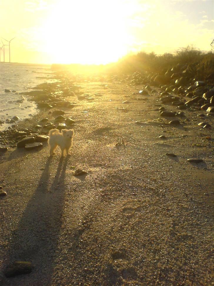 Chinese crested powder puff Yuki Athena Liv billede 11