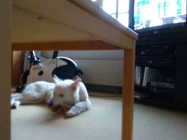 Hvid schæfer Sandy - Jeg keder mig. billede 8