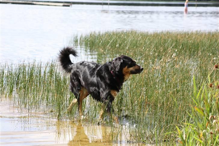 Blanding af racer Bella - En tur til kviesø og bade ... 2008 billede 1