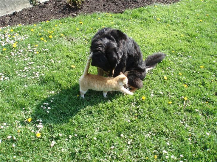 Blanding af racer Bella - Bella og Hubert elsker hinandens selskab... 2008 billede 2