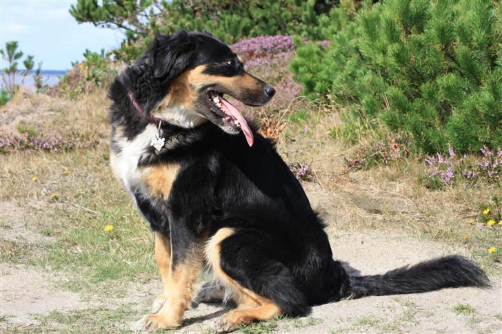 Blanding af racer Bella - En tur til Marbæk Plantage... 2008 billede 3