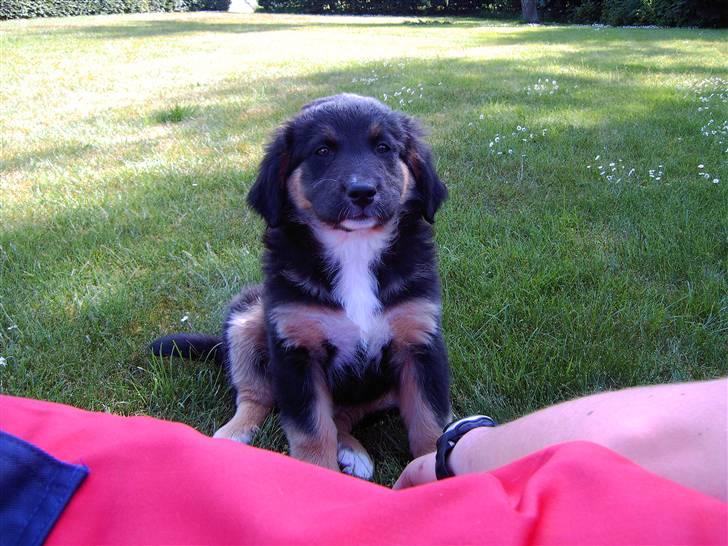 Blanding af racer Bella - Fem minutter efter hun er kommet til sit nye hjem... 2006 billede 4