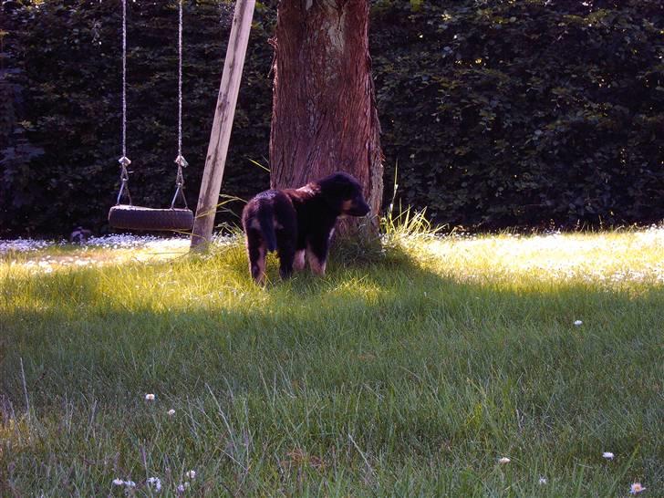 Blanding af racer Bella - Bellas første tur i haven... 2006 billede 5