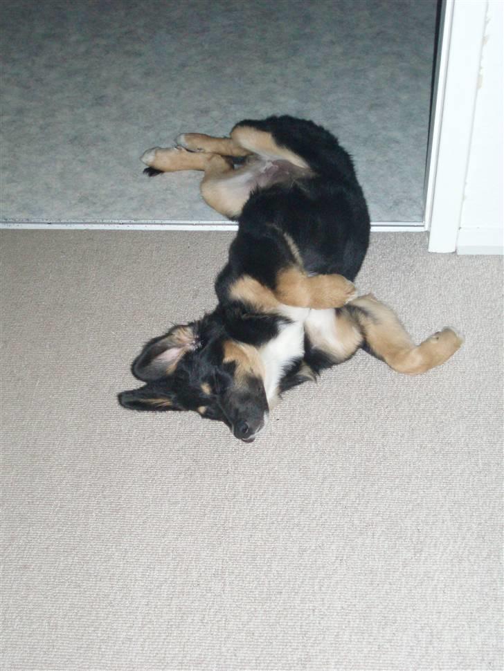 Blanding af racer Bella - En af Bellas mange sjove måder at ligge på... 2006 billede 6