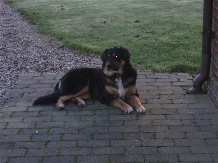 Blanding af racer Bella - Bella ligger og holder vagt på hus hjørnet... 2008 billede 7