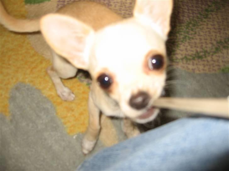 Chihuahua Mille  - Nam Nam ! billede 11