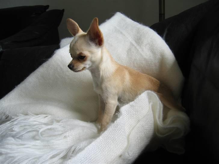 Chihuahua Mille  - Jep Jep :D billede 12