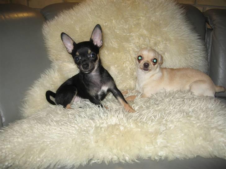 Chihuahua Mille  - Mig og Ami<3 billede 13
