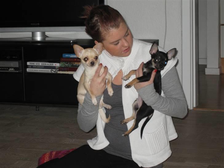 Chihuahua Mille  - Mig, mor og min bedste ven (Ami) <3 billede 14