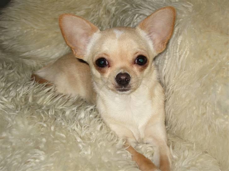 Chihuahua Mille  - Jaa, jeg ved godt jeg er smuk :D billede 15