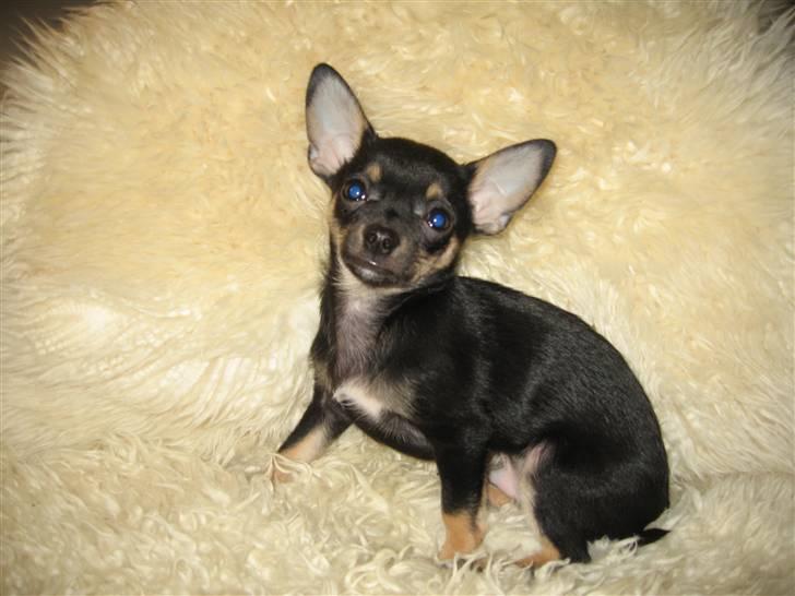 Chihuahua Ami - Fine mig :) billede 1