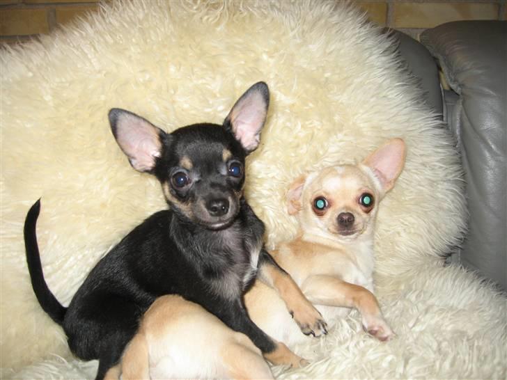 Chihuahua Ami - Mig og min allerbedsteste ven Mille :D billede 2
