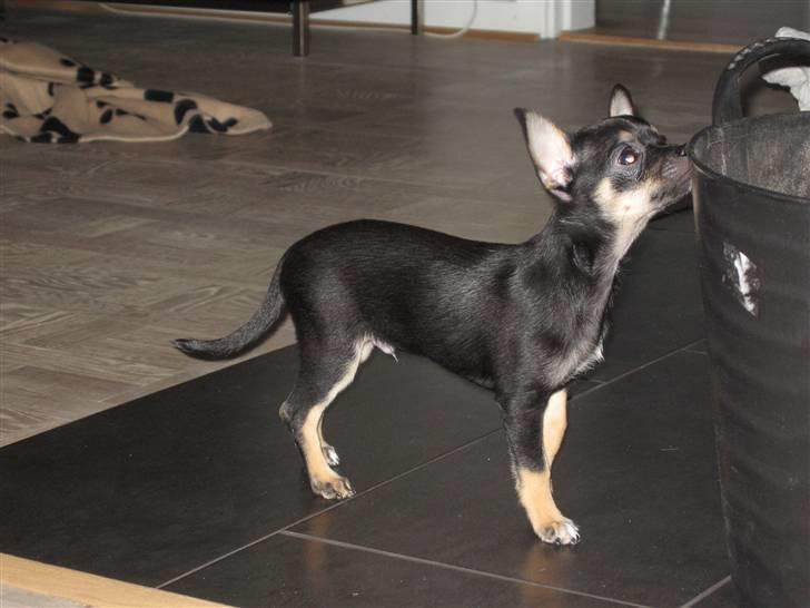 Chihuahua Ami - Det dufter sjovt det her, hvad er det? billede 3