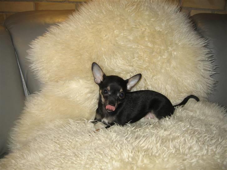 Chihuahua Ami - Nam Nam ! billede 4