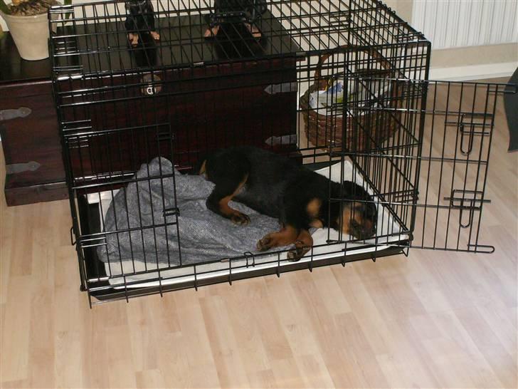 Rottweiler Freja billede 3