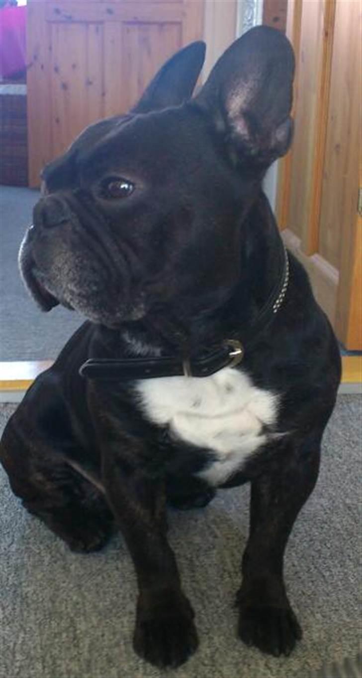 Fransk bulldog Dante Sfora Gregore AKA M billede 1