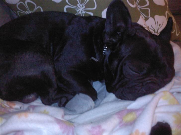 Fransk bulldog Dante Sfora Gregore AKA M billede 2