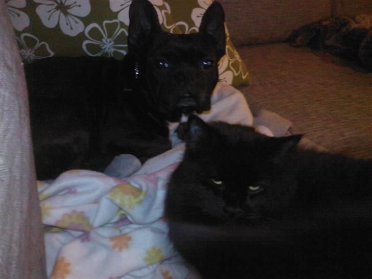 Fransk bulldog Dante Sfora Gregore AKA M billede 3