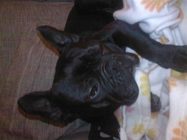 Fransk bulldog Dante Sfora Gregore AKA M billede 4