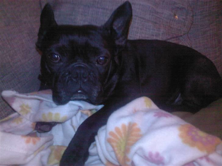 Fransk bulldog Dante Sfora Gregore AKA M billede 5