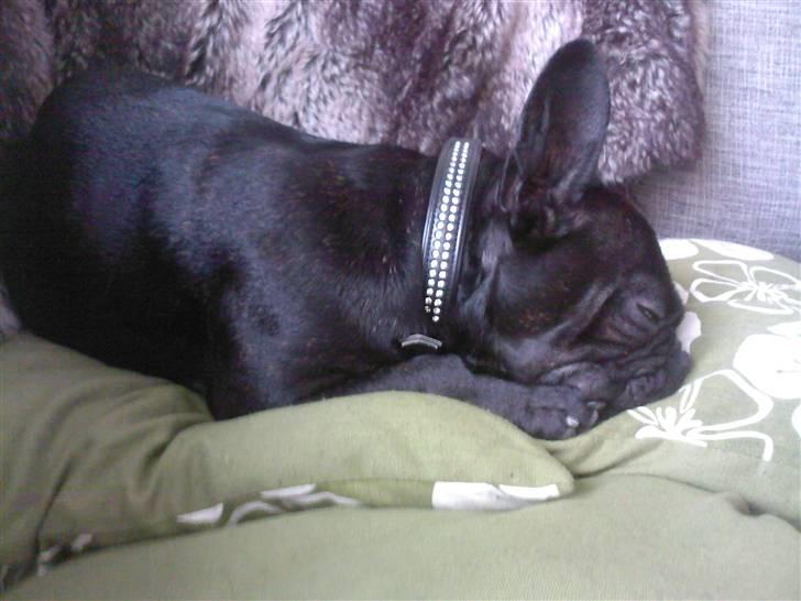 Fransk bulldog Dante Sfora Gregore AKA M billede 6