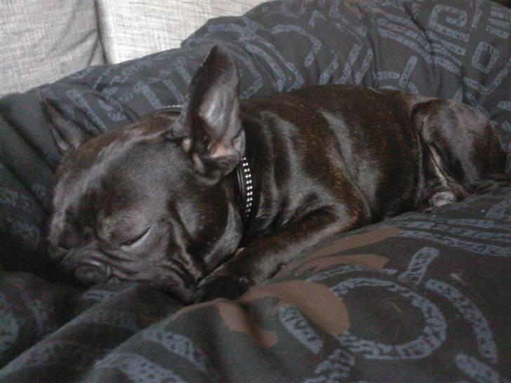 Fransk bulldog Dante Sfora Gregore AKA M billede 7