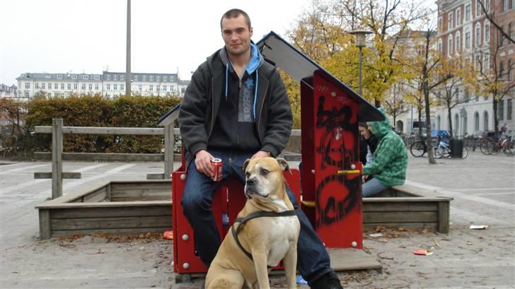 Blanding af racer dingo *lever ikke mere* billede 10