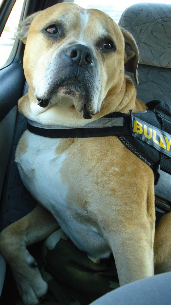 Blanding af racer dingo *lever ikke mere* billede 11